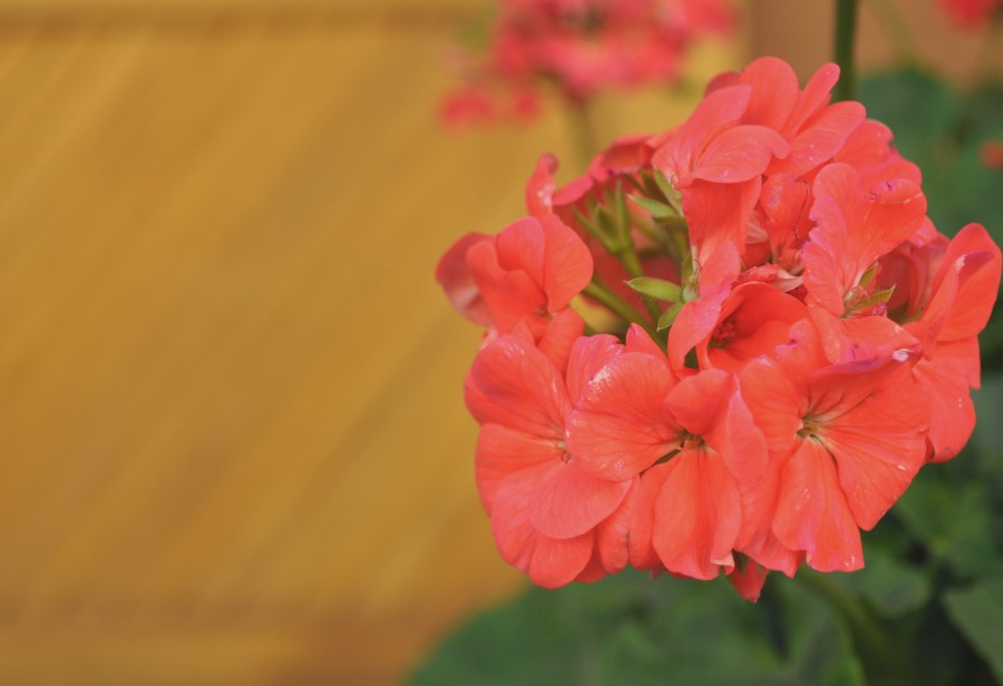 Flor