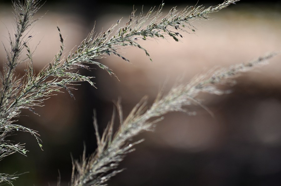 Otoño, Hojas, Otoñal, Fondo, Fondos, Hoja, Naturaleza