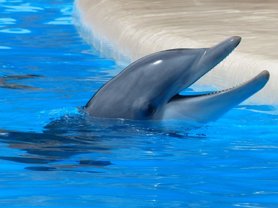 delfin, animales acuario, piscina, boca abierta, uno, vida marina, 