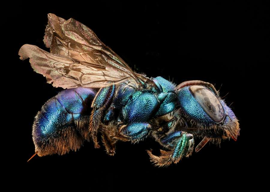 nadie, mosca, mango, plaga de mosquitos, insecticida, rosa, matamoscas, asesino de moscas, recortar, matamoscas, fotografía, nadie, cuadrícula, nuevo, plástico, horizontal, de cerca, macro, objeto único, boca abajo, muerto , mantel, atrapado, un animal, adentro, muerte, mesa, día, vaso, insecto
