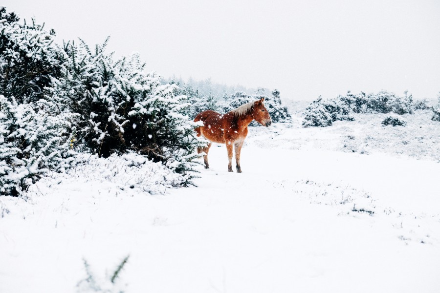 nieve, caballo, animales frio, invierno, uno, paisaje, 