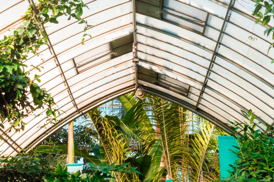 invernadero, vivero, plantas, interior, cultivo, plantacion, humedad, humedo, nadie, ambiente, ecosistema, 
