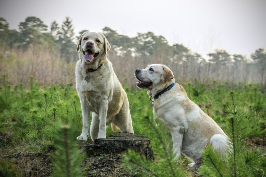 bosque, verde, labrador, hermanos, pradera, matorral, relax, Mascota, cachorro, Perro, Animales, Monada, Retrato, Recortable, Alegre, Mirando a la cámara, Foto de estudio, Fondo con color, Amarillo, Boca abierta, Color, Despreocupado, Boca de animalesUn animales Fotografía, Parte del cuerpo animales pelaje, melena, pelos, adorable, tierno, dulce, jugueton, amable, amigo, amigo fiel, fidelidad, ternura, animal de compañia, animal domestico, familia, mascotas, animales, razas, pura sangre, mestizos, alegre, simpatico, agradable, mimoso, amoroso, canino, can, sabueso,chucho, tuso, crias, cachorritos, imagenes, imagenes gratis, fotografia, gratis 