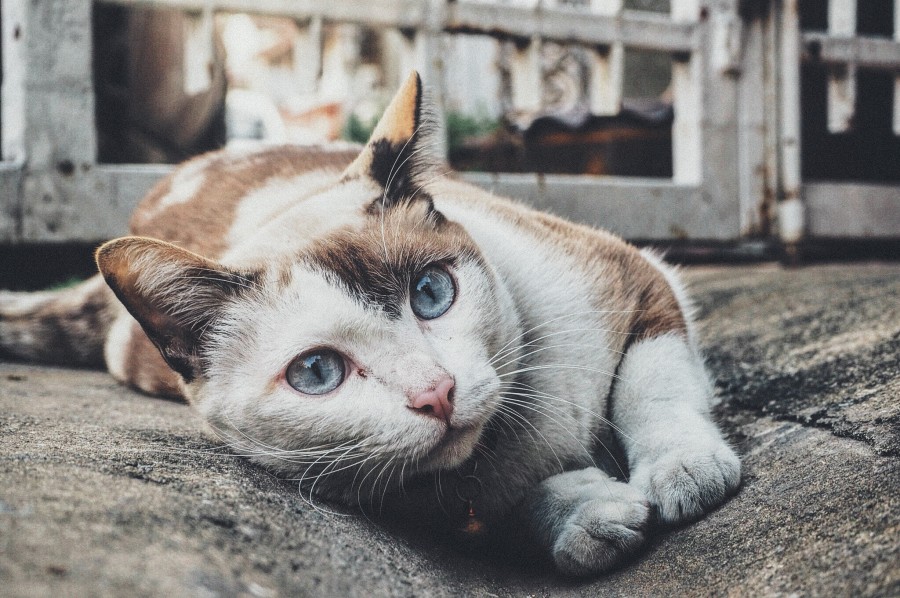 gatito, bebé de gato, animales jóvenes, agresivo, caza, gato, pieles, encantadora, animales, carnívoros, lindo, esponjoso, cabello, bebé, mamífero, pata, mascotas, juguetón, retrato, pura sangre, pequeños, curioso, querido , fotos gratis,  imágenes gratis, Gato doméstico, Cabeza de animales Retrato, Gato melado, Monada, Gatito, Animales, Fotografía, Mirando a la cámara, Animal doméstico, Animal joven, Color, Día, Horizontal, Interior, Mascota, Nadie, Ojo de Animales, Parte del cuerpo animales Temas de animales, Un animales adorable, tierno, mascota, peludo, melena, colores, pelos, rayas, felino, minino, micifuz, michino, madrileño, felido, gatuno