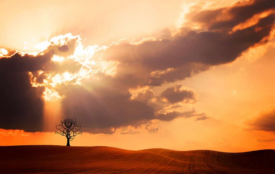 arbol, desierto, atardecer, rayos de sol, forma, solo, uno, paisaje, desertico, solitario, 