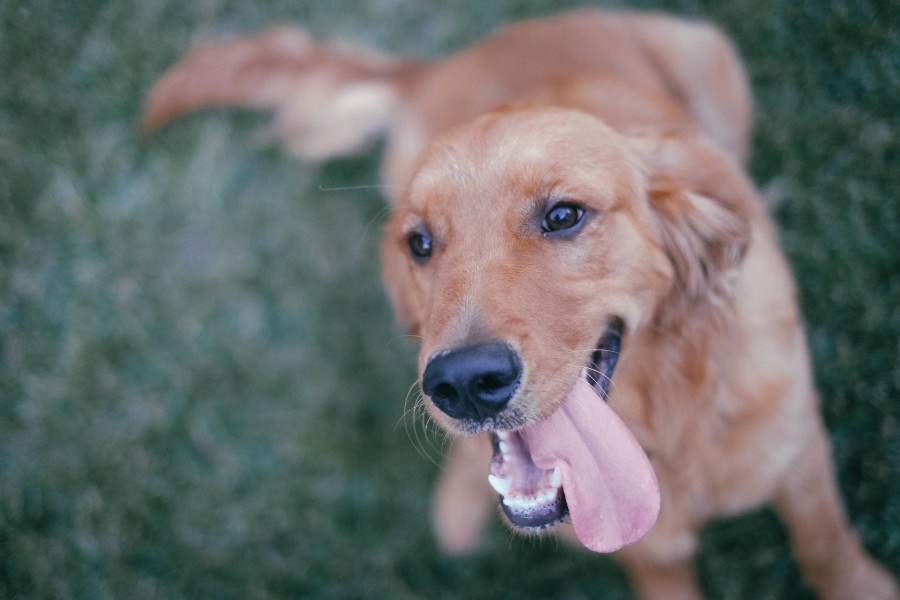 perro, animales exterior, mascota, golden, retriever, lengua, 