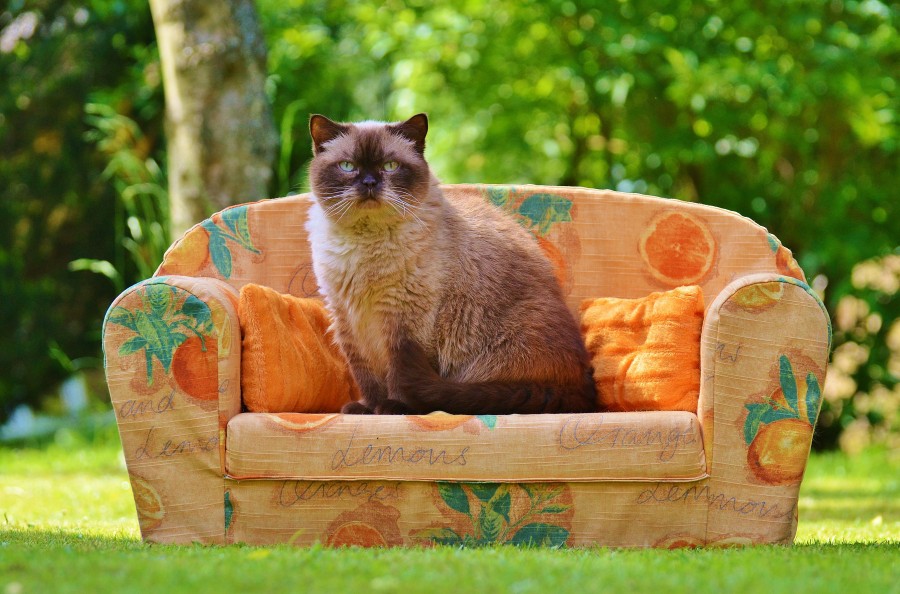 gatito, bebé de gato, animales jóvenes, agresivo, caza, gato, pieles, encantadora, animales, carnívoros, lindo, esponjoso, cabello, bebé, mamífero, pata, mascotas, juguetón, retrato, pura sangre, pequeños, curioso, querido , fotos gratis,  imágenes gratis, Gato doméstico, Cabeza de animales Retrato, Gato melado, Monada, Gatito, Animales, Fotografía, Mirando a la cámara, Animal doméstico, Animal joven, Color, Día, Horizontal, Interior, Mascota, Nadie, Ojo de Animales, Parte del cuerpo animales Temas de animales, Un animales adorable, tierno, mascota, peludo, melena, colores, pelos, rayas, felino, minino, micifuz, michino, madrileño, felido, gatuno, sofa, gato recostado, sentado, fondo bokeh, naranja, sillon