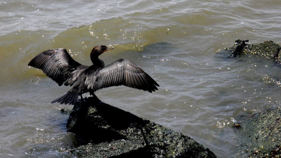 Ave, Rio de la Plata, Alas, pajaro