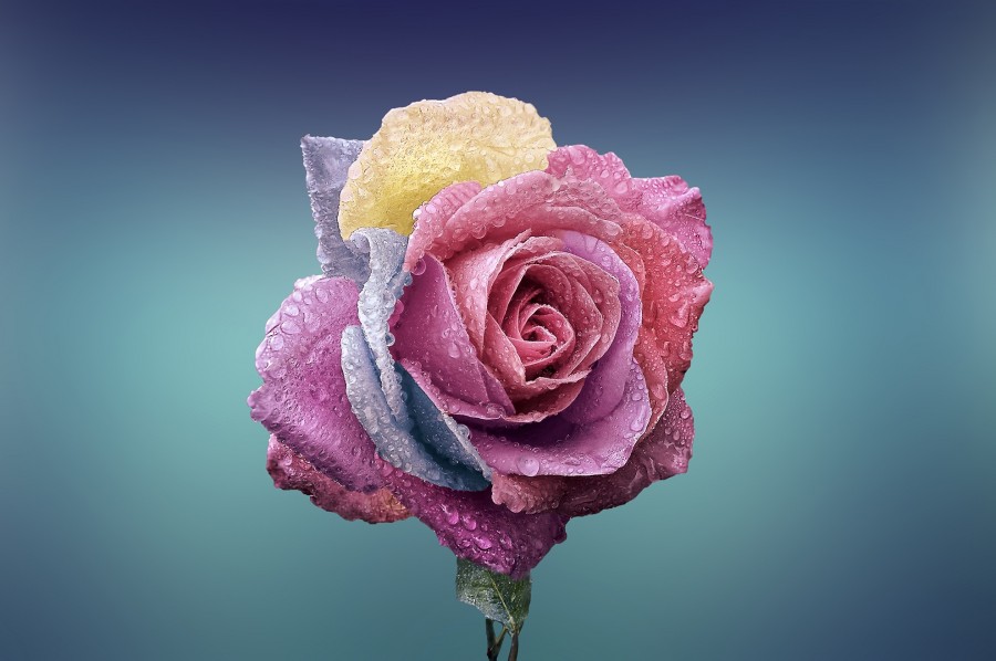 flor, color, colores, concepto, modificacion, genetica, fresco, colorido, primavera, rosa, petalos, fresco, frescura, concepto, composicion, creacion, adn, 