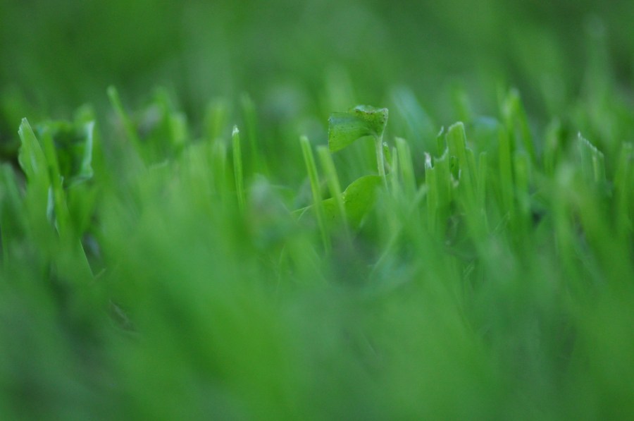 Pasto,Verde,Textura,Texturas