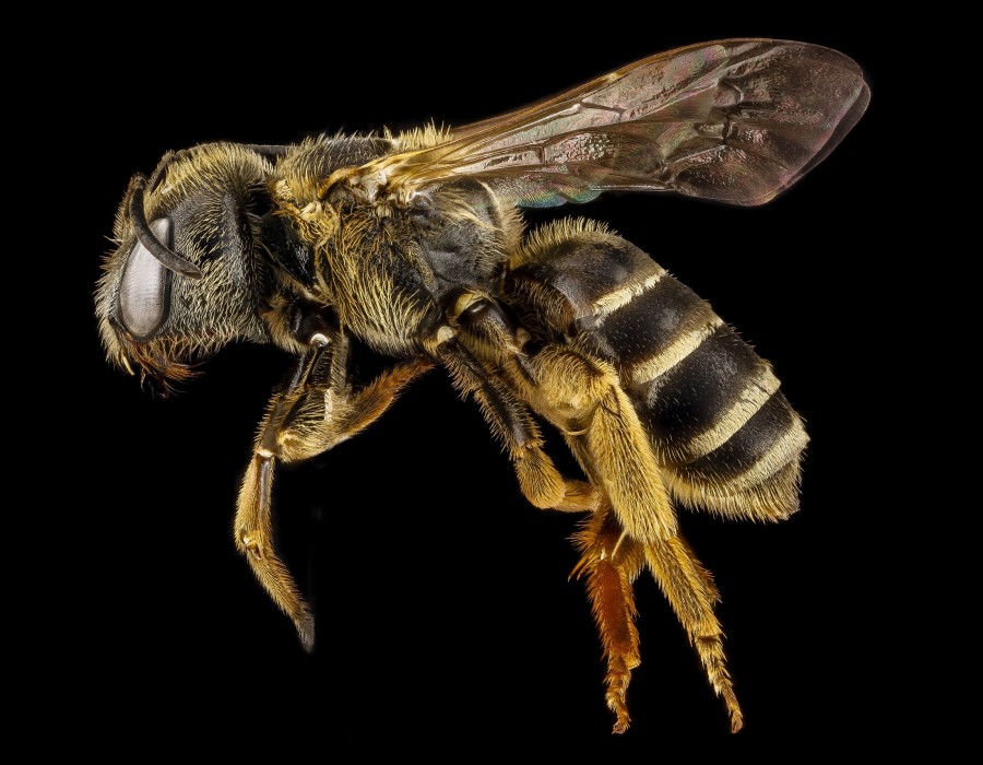 abeja, fondo negro, insecto, volando, avispa, 