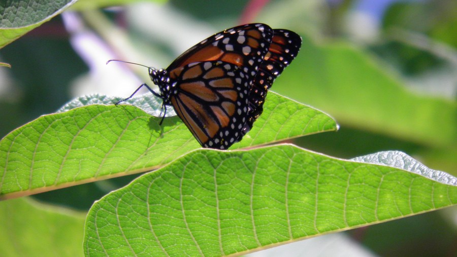 Mariposa, insecto, vuelo, capullo, primavera, hoja, verde