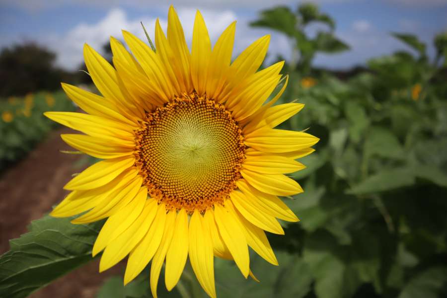plantación, amarillo, agricultura, girasol, verano, flor, naturaleza, planta, natural, flor, floral, brillante, fondo, campo, verde, hoja, soleado, flora, hermosa, floreciente, crecimiento, belleza, polen, orgánico, primavera, botánica, granja, sol, luz del sol, primer plano, al aire libre, vistoso, naranja, botánico, temporada, cultivo, jardín, cielo, paisaje, prado, semilla, vibrante, círculo, pétalo, aceite, pétalos, primer plano, redondo, rural, país
