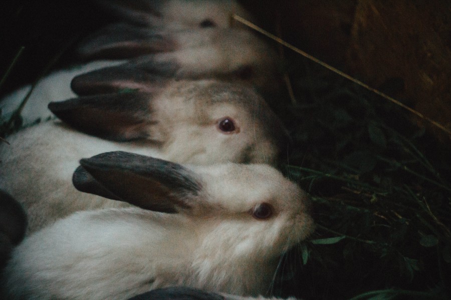 conejo, conejos, animales animales, primer plano, 