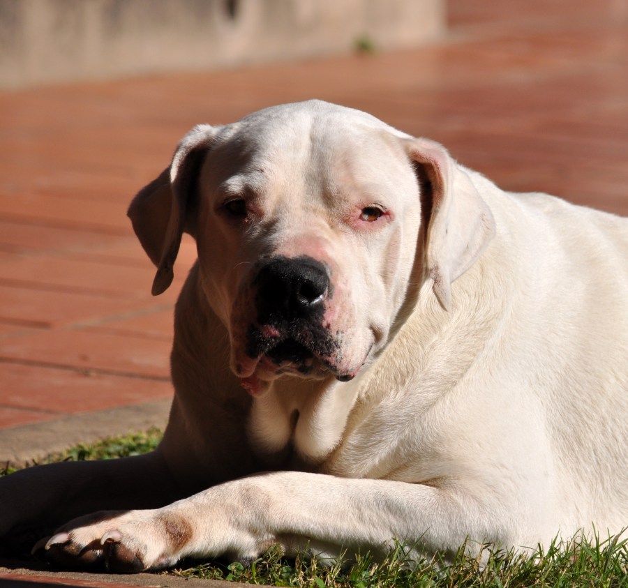 Un Animales, Perro, Dogo, Argentino, Perros, Blanco