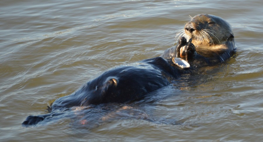 animales rio, relax, gracioso, tranquilidad, rio, nutria, castor, 