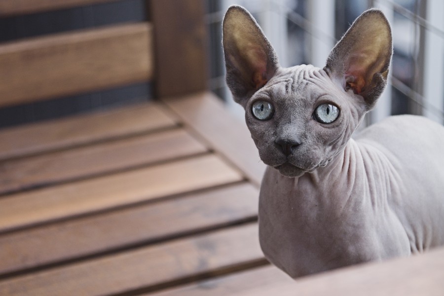 gatito, bebé de gato, animales jóvenes, agresivo, caza, gato, pieles, encantadora, animales, carnívoros, lindo, esponjoso, cabello, bebé, mamífero, pata, mascotas, juguetón, retrato, pura sangre, pequeños, curioso, querido , fotos gratis,  imágenes gratis, Gato doméstico, Cabeza de animales Retrato, Gato melado, Monada, Gatito, Animales, Fotografía, Mirando a la cámara, Animal doméstico, Animal joven, Color, Día, Horizontal, Interior, Mascota, Nadie, Ojo de Animales, Parte del cuerpo animales Temas de animales, Un animales adorable, tierno, mascota, peludo, melena, colores, pelos, rayas, felino, minino, micifuz, michino, madrileño, felido, gatuno