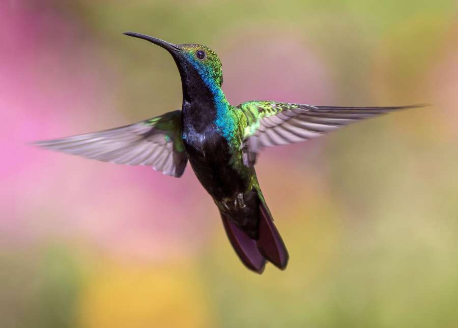 animales, colibrí, aviar, ave, plumas, vuelo, mosca, fondos de pantalla 4k, iridiscente, macro, naturaleza, silvestre