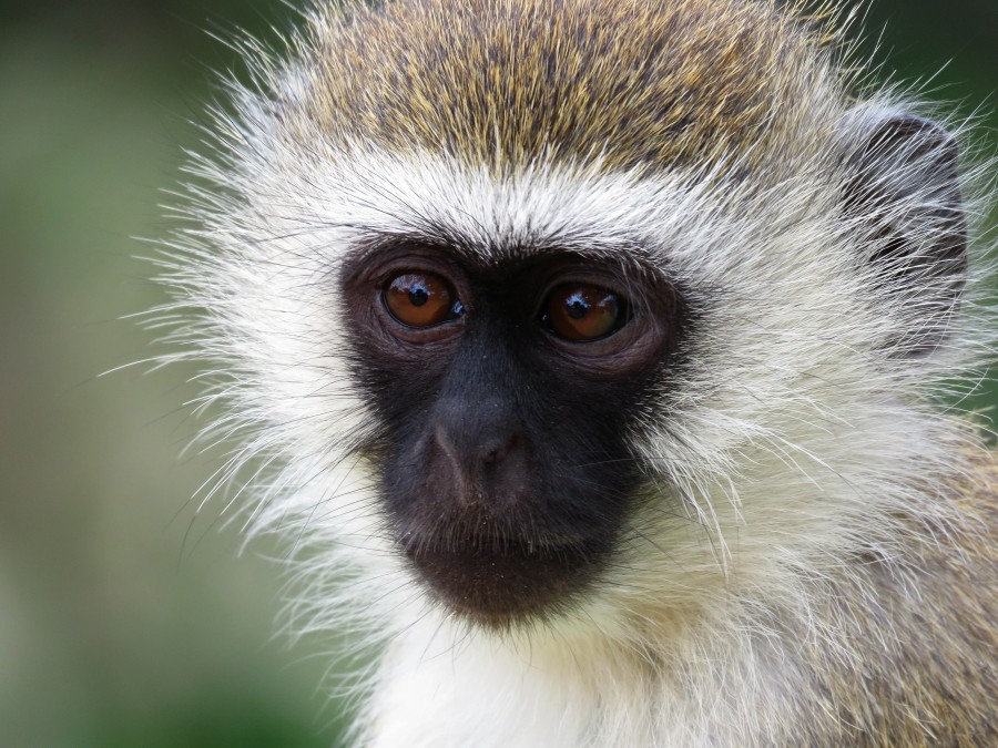 mono, primer plano, cara, rostro, animales mamifero, salvaje, Vervet, africa, africano, Chlorocebus pygerythrus, 