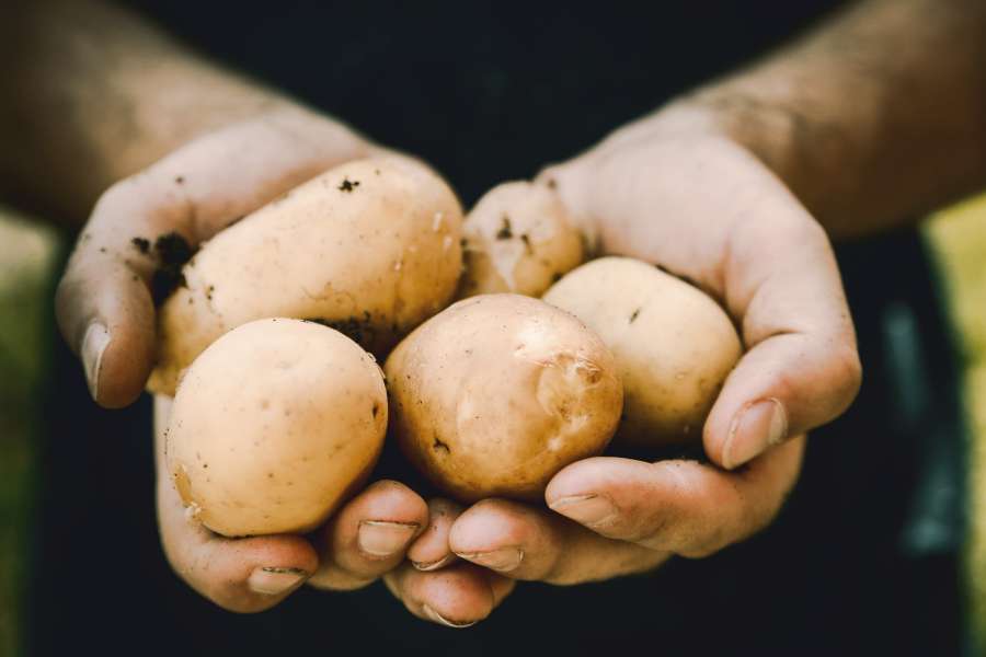 papa, orgánico, vegetal, alimentos, fresco, saludable, agricultura, salud, cosecha, granja, nutrición, naturaleza, crudo, jardín, cultivo
