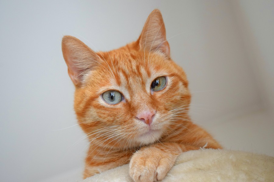 gatito, bebé de gato, animales jóvenes, agresivo, caza, gato, pieles, encantadora, animales, carnívoros, lindo, esponjoso, cabello, bebé, mamífero, pata, mascotas, juguetón, retrato, pura sangre, pequeños, curioso, querido , fotos gratis,  imágenes gratis, Gato doméstico, Cabeza de animales Retrato, Gato melado, Monada, Gatito, Animales, Fotografía, Mirando a la cámara, Animal doméstico, Animal joven, Color, Día, Horizontal, Interior, Mascota, Nadie, Ojo de Animales, Parte del cuerpo animales Temas de animales, Un animales adorable, tierno, mascota, peludo, melena, colores, pelos, rayas, felino, minino, micifuz, michino, madrileño, felido, gatuno
