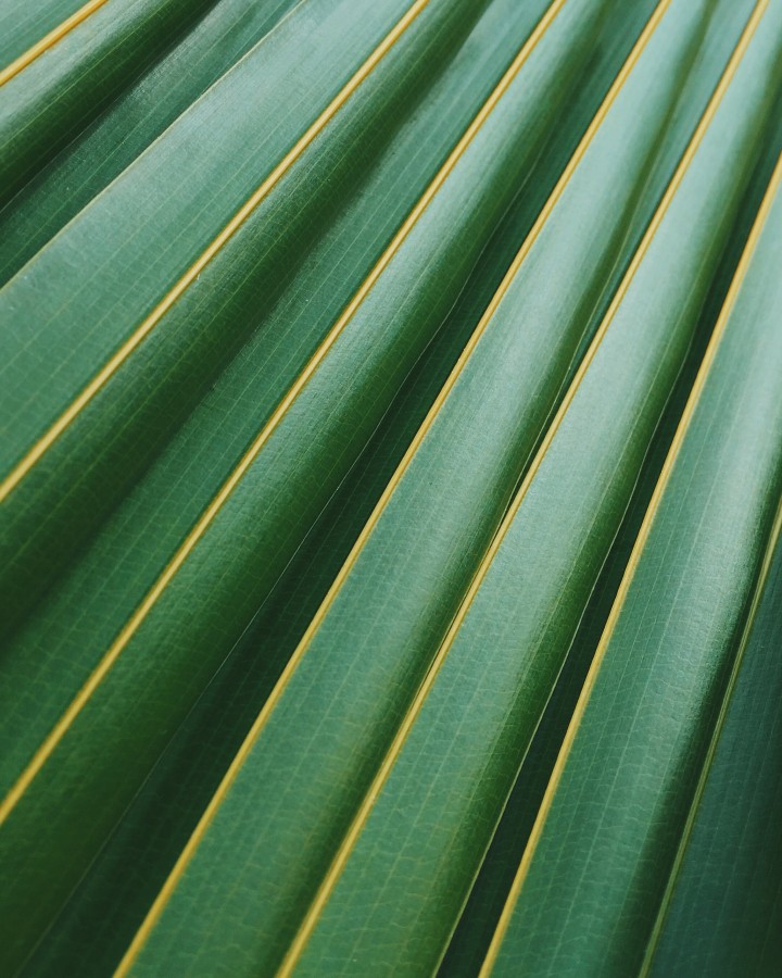 fondo, background, palmera, verde, hoja, hojas, recto, forma, textura, 