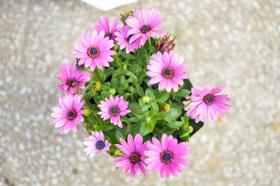 flores, primavera, jardín, planta, tierra, flor, capullo, pimpollo, brote, margarita, lila, naturaleza, verde, hojas, Osteospermum púrpura
