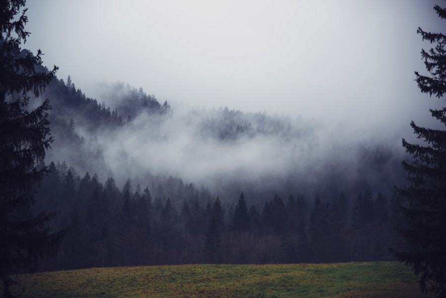 niebla, bosque, pinos, nadie, paisaje, invierno, bruma, 