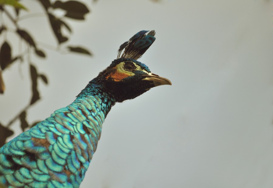 pavo real, ave, un animal