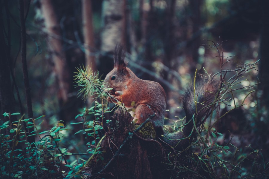 animales bosque, salvaje, ardilla, naturaleza, 