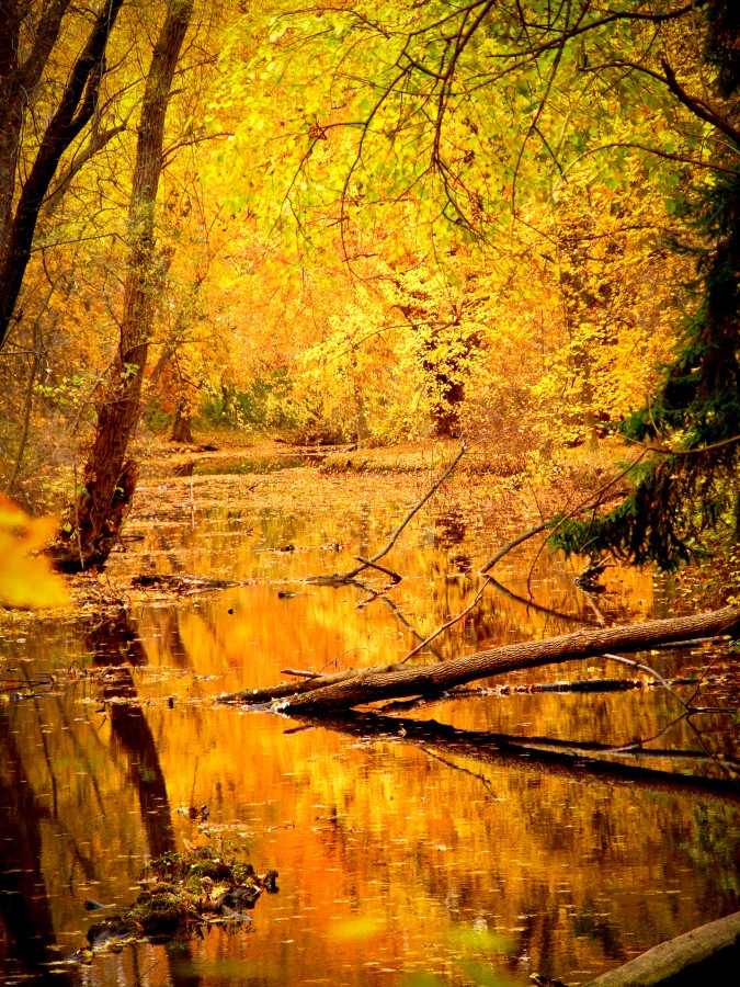 Rio, atardecer, otoño, color, colores, bosque, amarillo, paisaje, 