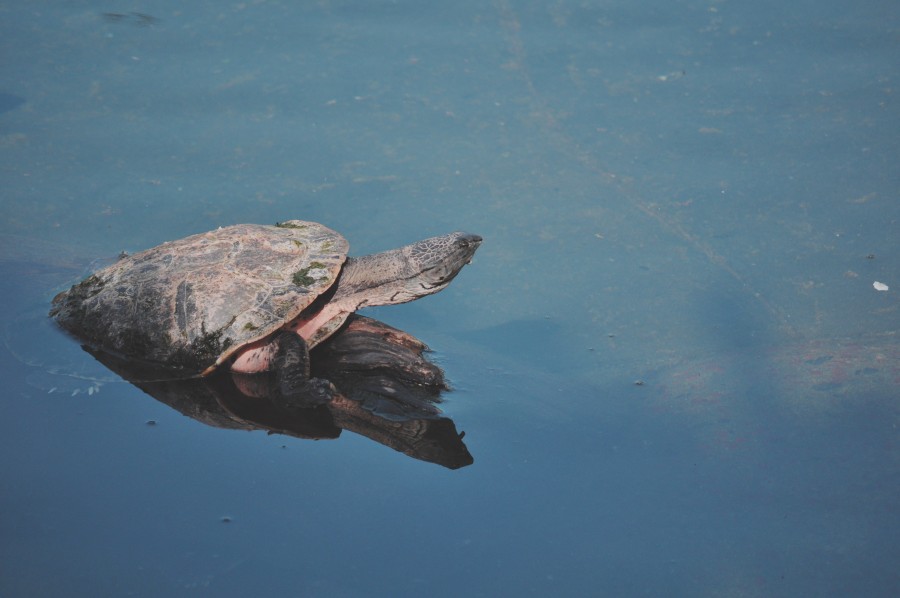 tortuga, naturaleza, fauna, animales lago, Espejo, Reflejo, Azul