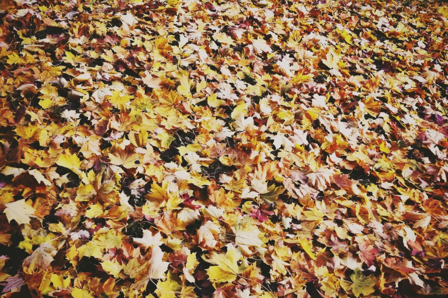 hoja, hojas, vista de frente, otoño, fondo, background, naturaleza, estaciones, dia, 