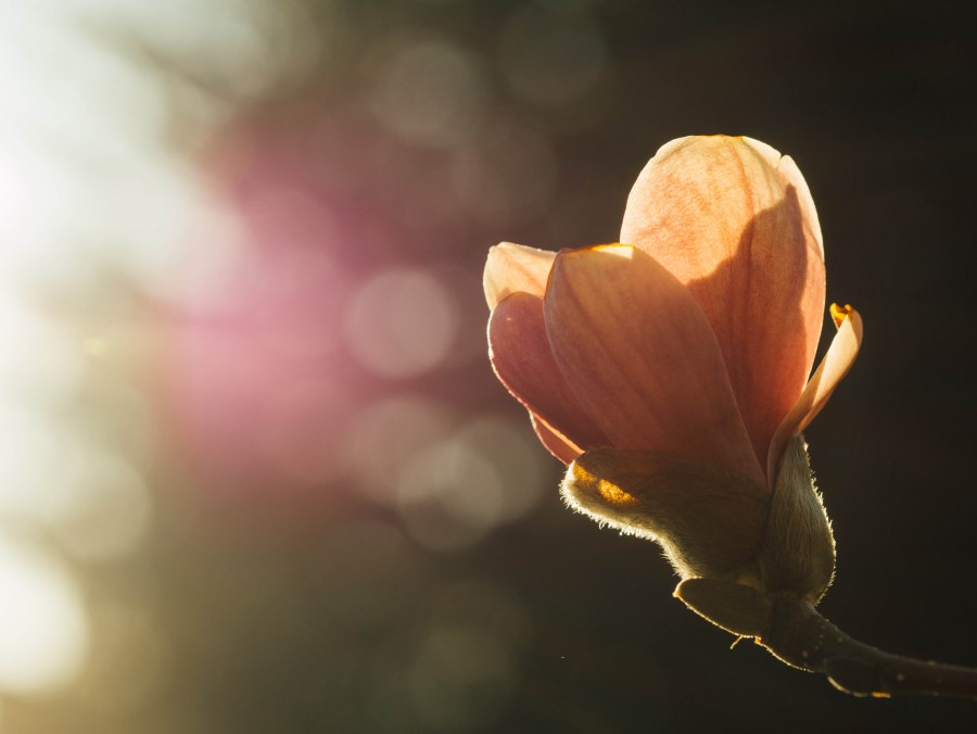 flor, naturaleza, fondo, background, primer plano, belleza, nadie, 