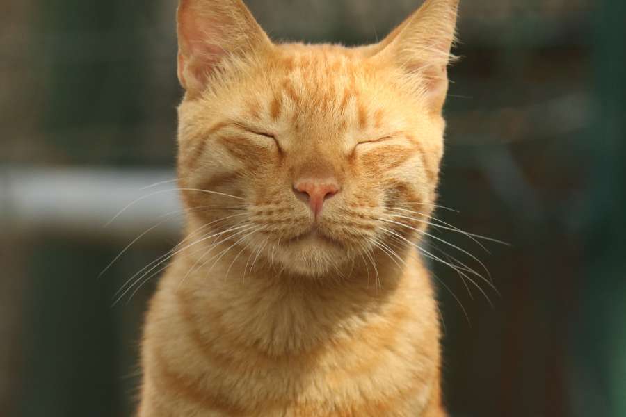 naranja, gato, relajante, mejor, calidad, resolución, linda, mascota, animal, gatito, felino, nacional, retrato, aislado, estudio, pelaje, mamífero, sentado