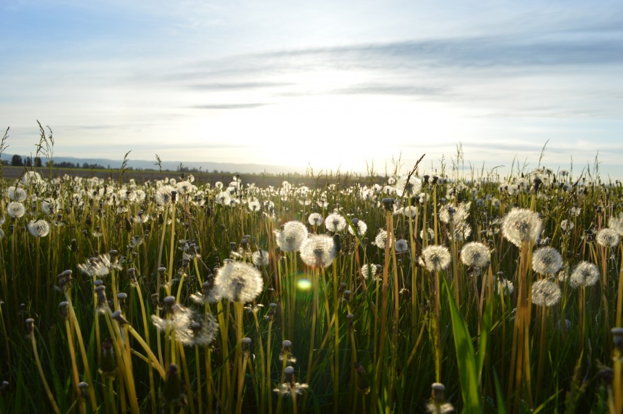 campo, paisaje, primavera, diente de leon, flor, flores, 