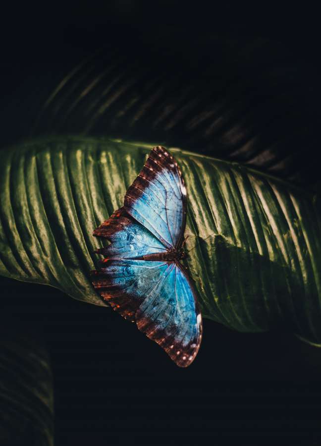 flower, butterfly, garden, macro, nature, beauty, spring, insect, wild, closeup, wing, detail, beautiful, bright, color, summer, blossom, animal, background, natural, plant, environment, wildlife, monarch, meadow, romantic, tranquil, scene, butterfly wings, butterfly flower, sunlight, fragility, fresh, vivid, fragile, peace, vegetation,