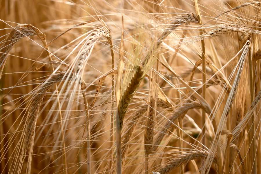 campo de trigo, campo de trigo, concepto de cosecha, hermosa imagen, trigo, campo, hermoso, concepto, dorado, cosecha, agrícola, agricultura, arte, otoño, espalda, retroiluminado, hornear, cebada, viga, vigas, belleza, bio, cereal, cereales, claro,