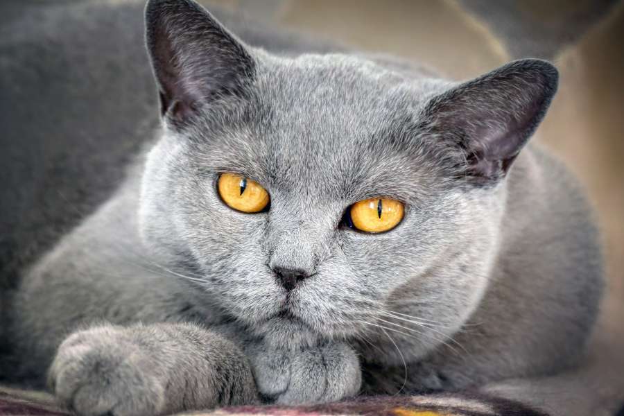 gato, animal, mascota, felino, mirada, retrato, gris, ojos, tranquilidad, recostado, 
