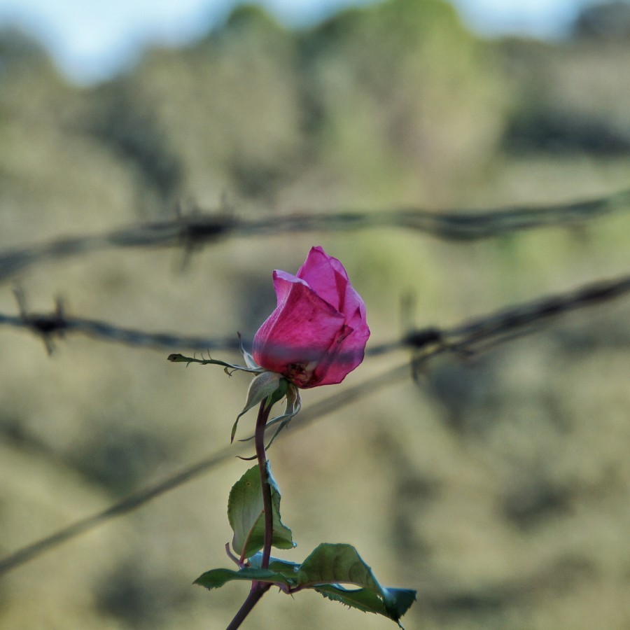 rosa, primer plano, flor, nadie, florecer, primavera, 