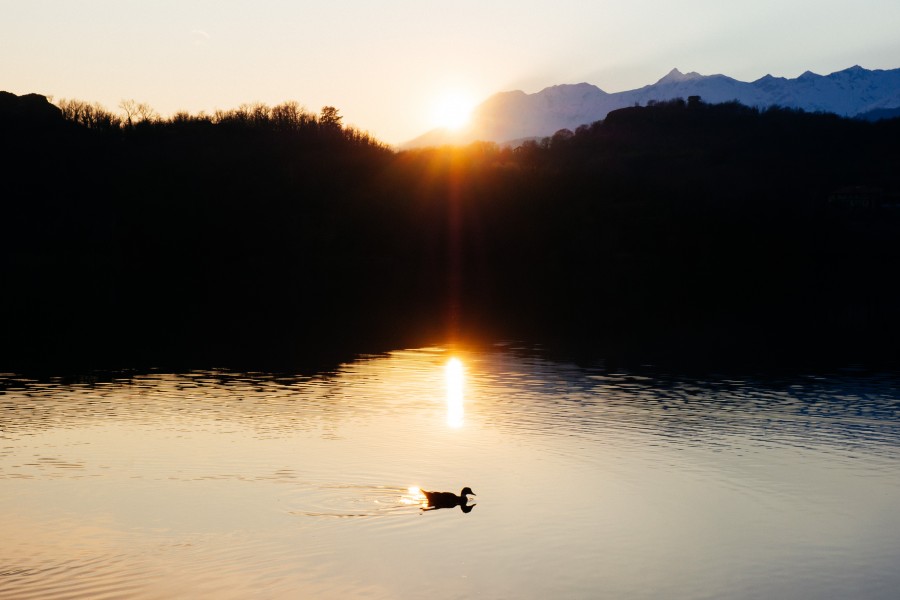 lago, laguna, pato, paisaje, naturaleza, atardecer, animales 