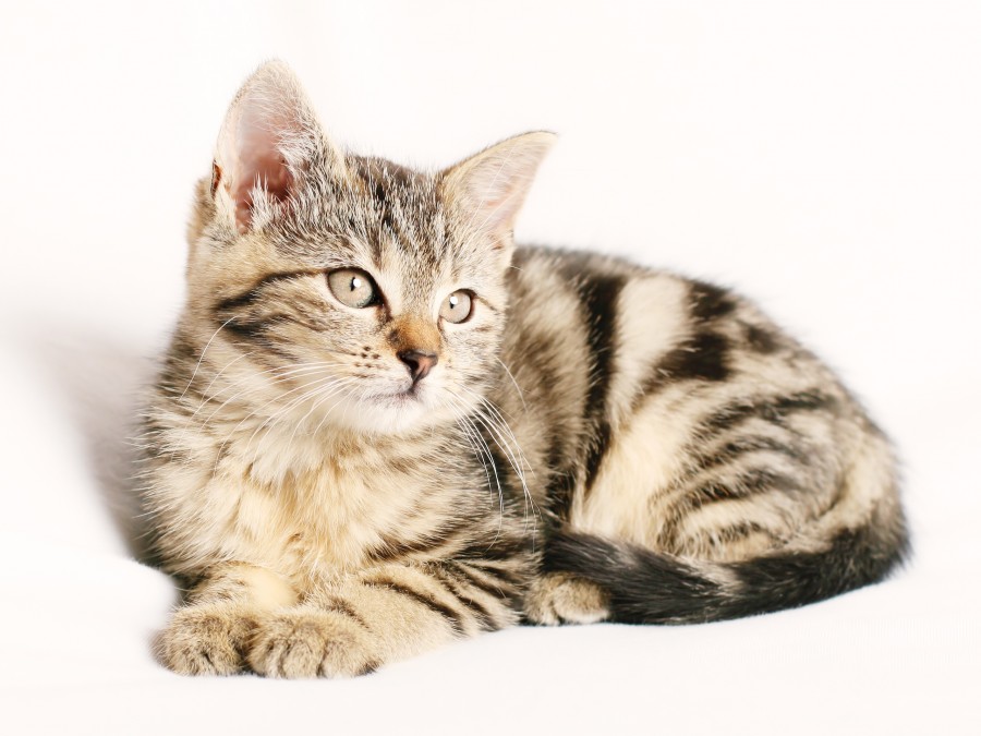 gatito, bebé de gato, animales jóvenes, agresivo, caza, gato, pieles, encantadora, animales, carnívoros, lindo, esponjoso, cabello, bebé, mamífero, pata, mascotas, juguetón, retrato, pura sangre, pequeños, curioso, querido , fotos gratis,  imágenes gratis, Gato doméstico, Cabeza de animales Retrato, Gato melado, Monada, Gatito, Animales, Fotografía, Mirando a la cámara, Animal doméstico, Animal joven, Color, Día, Horizontal, Interior, Mascota, Nadie, Ojo de Animales, Parte del cuerpo animales Temas de animales, Un animales adorable, tierno, mascota, peludo, melena, colores, pelos, rayas, felino, minino, micifuz, michino, madrileño, felido, gatuno