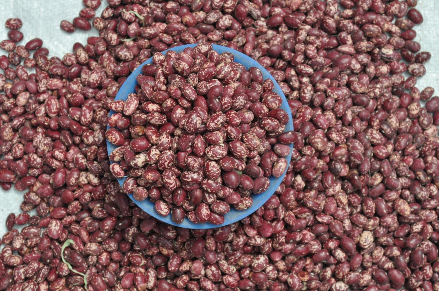frijoles, porotos, comidas, legumbre, fresco, alimento, 