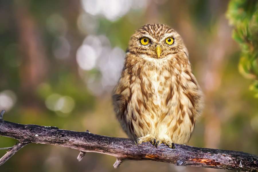 pájaro, bosque, búho, naturaleza, fauna, animal, salvaje, retrato, pluma, pico, ojo, árbol, primer plano, depredador, marrón, fondo, cazador, ojos, blanco, mirando, al aire libre, ave de rapiña, presa, natural, hermosa, rama, verde, plumas, cabeza, mira, ornitología, lindo, plumaje, cara, sentado, naranja, rapaz, noche, joven, amarillo, pájaros, europeo, otoño, cerca, nocturno, nadie, un animal, madera, strix, al aire libre