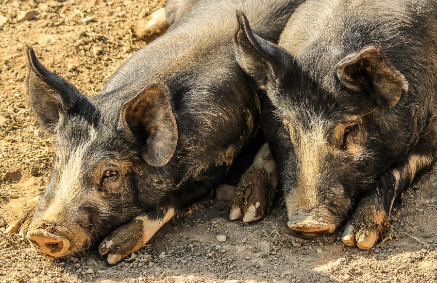cerdo, cerdos, granja, primer plano, dos, animales animales, 