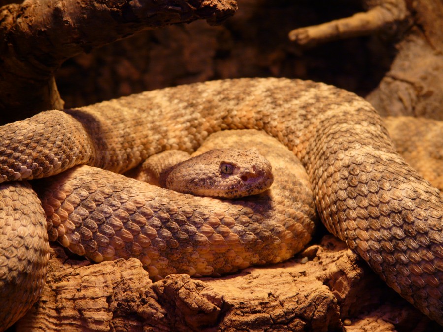 serpiente, reptil, primer plano, ratonera, 