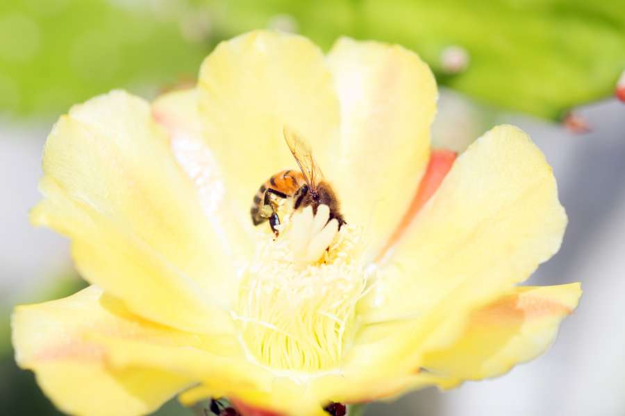 polinización, trabajo, néctar, naturaleza, macro, flor, flor, ala, colorido, animal, floreciente, planta, floral, vida silvestre, agricultura, primavera, abeja, polen, temporada, insecto, miel, de cerca, amarillo
