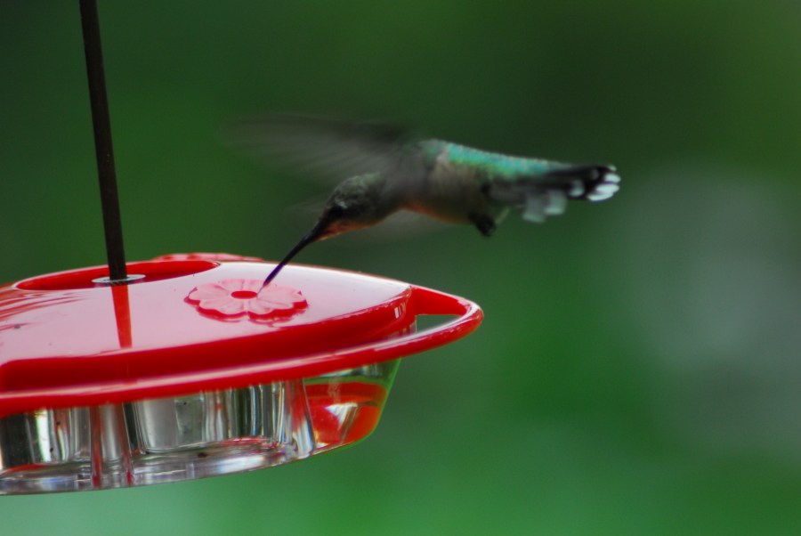 colibri,Natural,naturaleza,Belleza natural,Ave,Aves,pajaro,pajaros,beber,bebida,agua,fresco,frescura,uno