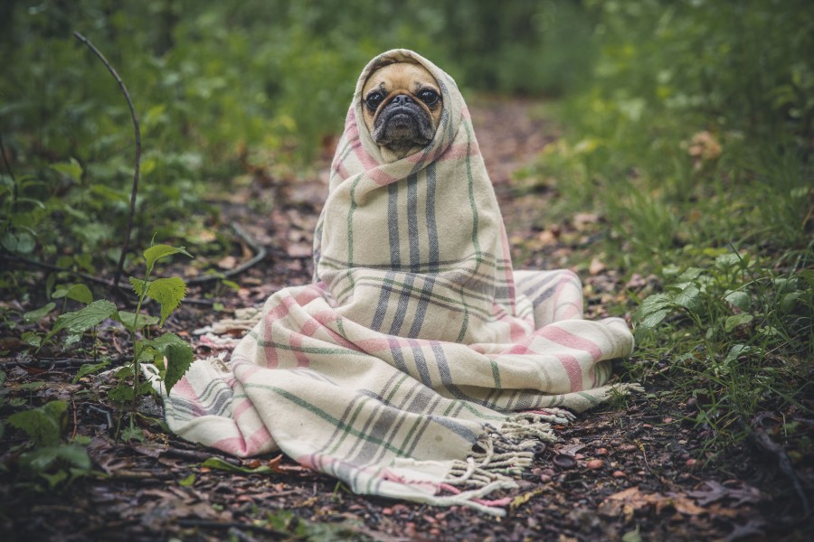 perro, mascota, pug, simpatico, gracioso, exterior, concepto, nadie, carlino, 