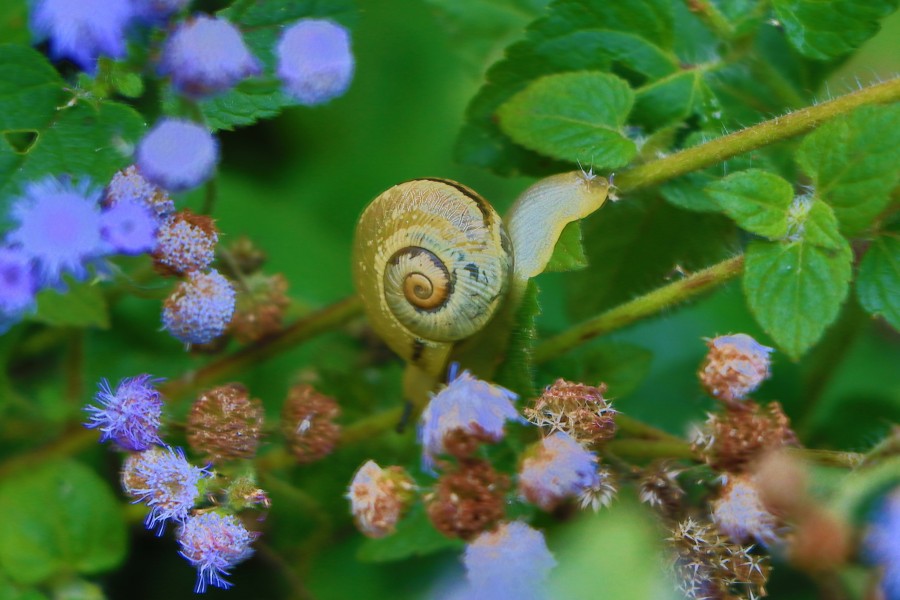 caracol, planta, insecto, primer plano, detalle, jardin, 